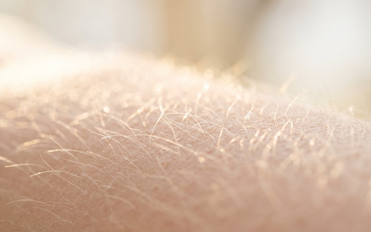 Macro d’un duvet très clair en contre-jour